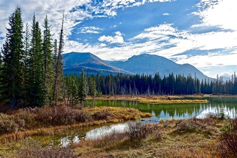 Conifer Daylight Environment Evergreen Forest Lake Lakeside