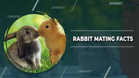 100 Interesting Facts About Rabbits The Rabbit World