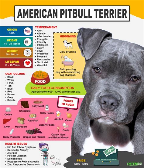 American Pitbull Terrier Breed Information And Temperament Petmoo