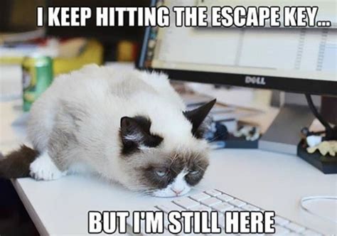 Funny Work Memes Hilarious Work Humor Totally Relateable Cat Jokes