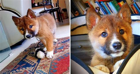 This Stray Puppy Found In Australia Turned Out To Be Rare Breed Of