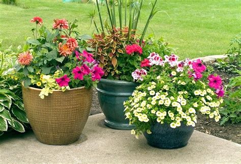 Spring has sprung english garden themed flower pots. Patio Backyard Flower Pots Best Flowers For Outdoor Lime ...