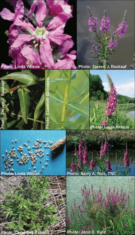 Invasive Plant Michigan Wetlands Invasive Plants Purple Loosestrife