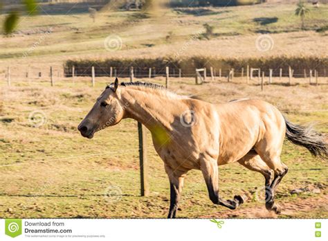 American Quarter Horse Buckskin Stallion Stock Image