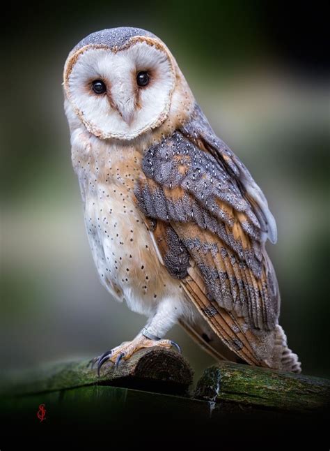 Pin By Isabella On ~owls~ Barn Owl Owl Owl Photography