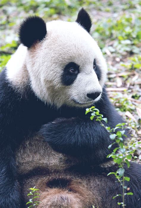 A Success Story The Giant Panda Is Officially No Longer