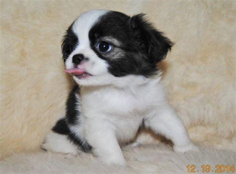 Kiss Me Katie Japanese Chin Shih Tzu Mix For Sale In Osakis