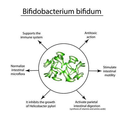 Useful Properties Of Bifidobacteria Bifidobacterium Bifidum Probiotic