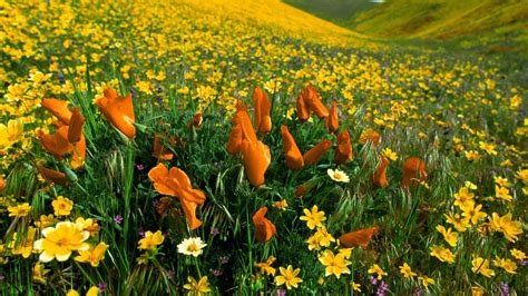🥇 Flowers Valley Meadows Yellow Peaceful Poppies Wallpaper 3991
