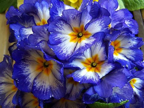 Fiori immagini e significati immagini150.blogspot.com conoscere il significato e il linguaggio dei fiori è importante per arricchire il tuo gesto di un valore simbolico e fare bella figura in ogni occasione la. Fiori Di Primavera Blu · Foto gratis su Pixabay