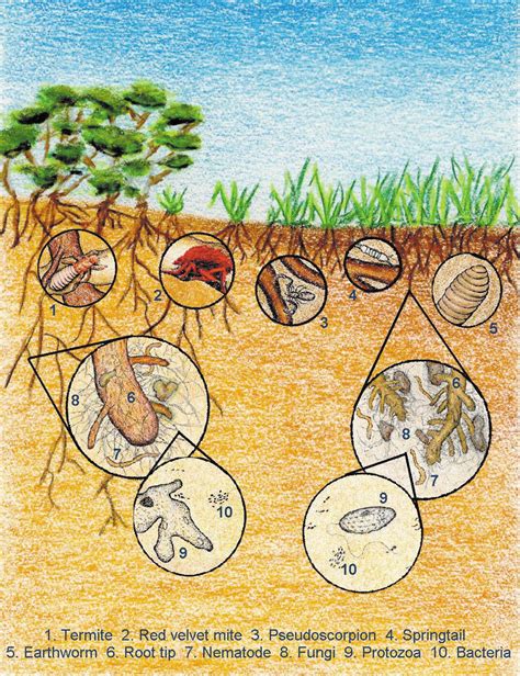 What Are Soil Biota And What Do They Do