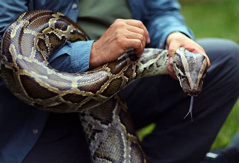 Florida Man Captures 17 Foot Python For New Record