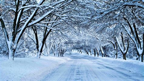 Tree Canopy Over Winter Road 4k Ultra Hd Wallpaper Background Image