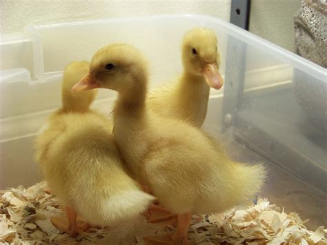 Ducks and chickens can live together. How to raise ducks with a broody hen - UrbanFarmOnline.com