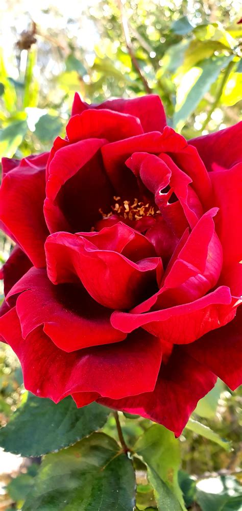 © reddit.tube all rights reserved. My beautifully blossomed red rose #gardening #garden #DIY ...