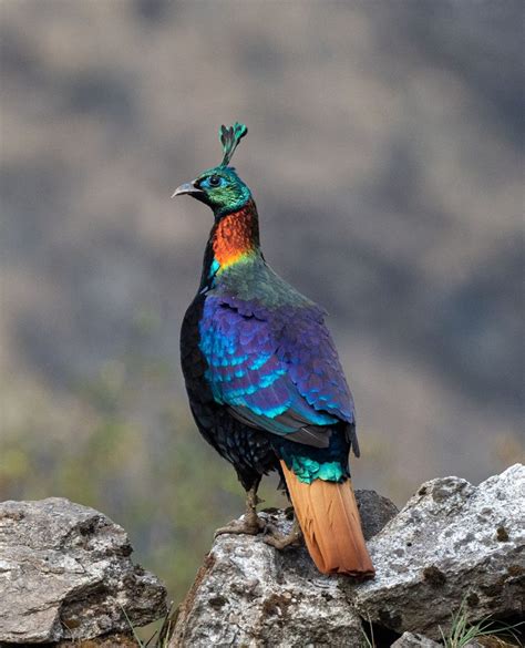 See 25 Pictures Of Pheasants Some Of The Most Beautiful Birds In The