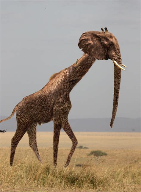 Giraffelphant Hybridanimals