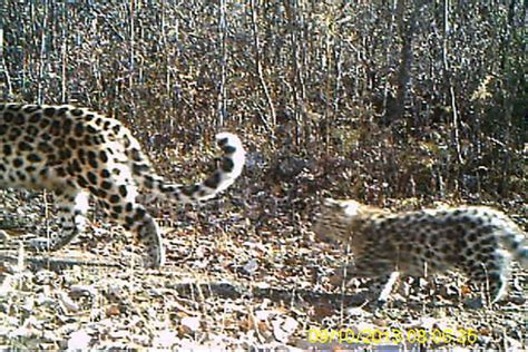 Camera Traps Reveal Amur Leopards Are Breeding In China Photos