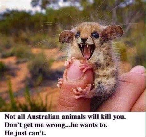 Not All Australian Animals Will The Australian Food Shop