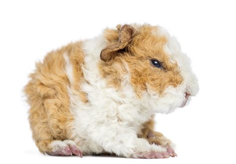 Alpaca For Sale Guinea Pigs Breed Information Omlet