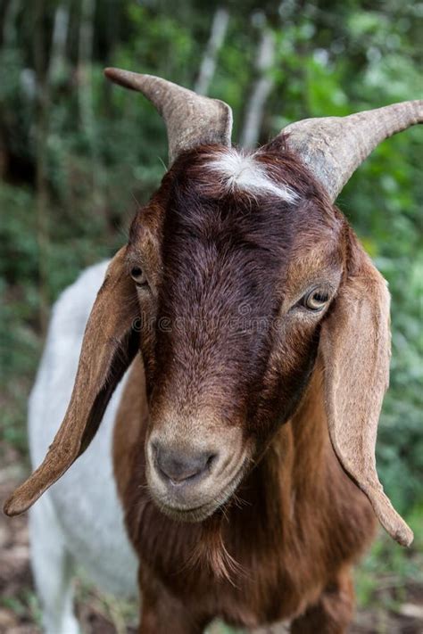 36263 Beautiful Goat Stock Photos Free And Royalty Free Stock Photos