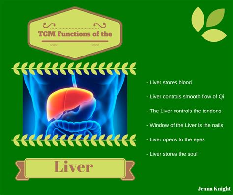Functions Of The Liver In Tcm Zen Flower Acupuncture
