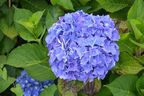 Big Blue Flower Hydrangea Nature · Free Photo On Pixabay