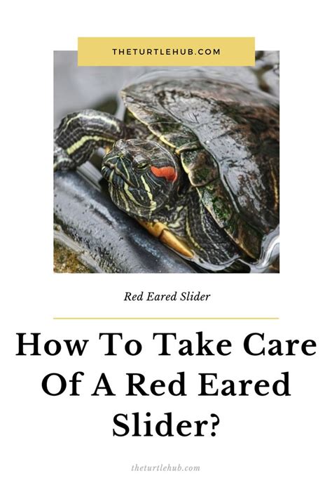 Even on hot summer days baby squirrels can get chilled quickly. How To Take Care Of A Red Eared Slider? in 2020 | Red ...