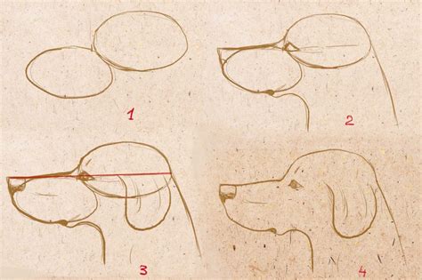 This is a cool sketch of the different views of the digs eyes. How to Draw a Dog (Realistic easy Step by Step any Poses)