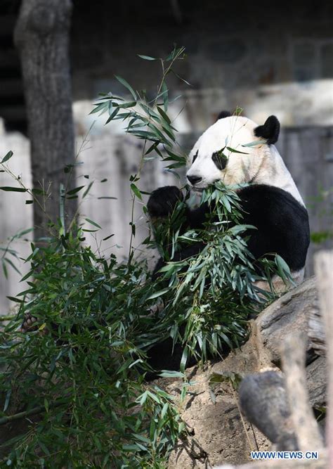 Us National Zoo Begins Weeklong Goodbye To Giant Panda Bei Bei China
