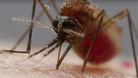 Chicago Is One Of The Worst Us Cities For Mosquitos 947 Wls Wls Fm