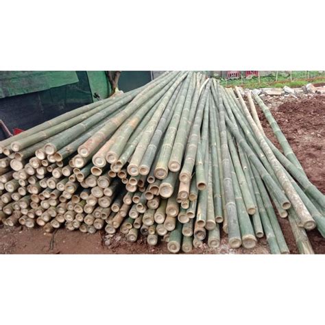 Jual Bambu Steger 8 9x600 Pilihan Free Ongkirminimal 130 Batang
