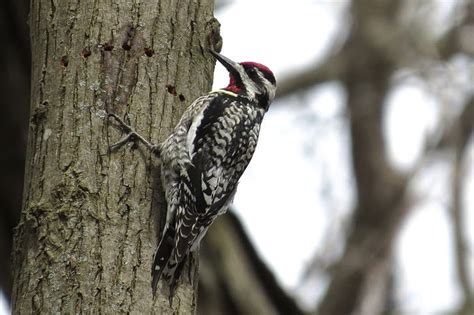 Louisiana Woodpecker Species Nature Blog Network