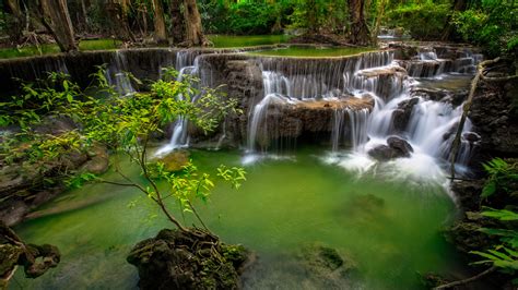 Waterfalls Stream Green Plants Trees Fall Forest Background Hd Fall