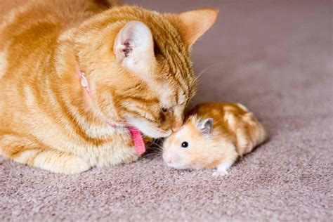 Cat And Hamster Make Unlikely Best Friends In Adorable Pictures