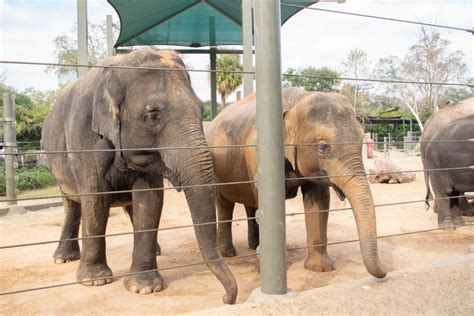 More Elephants To Love At The Houston Zoo The Houston Zoo