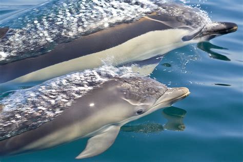 Delphinus Delphis Common Dolphin Delphinus Delphis And B Flickr