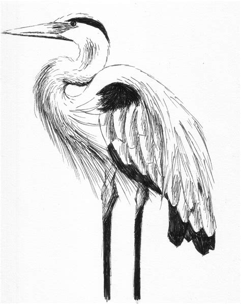 Great Blue Heron By Stupid Fridge On Deviantart