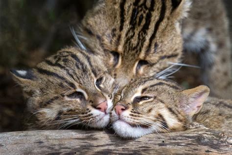 Timeline Photos Smithsonians National Zoo African Wild Cat Cats