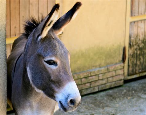 Image Result For Donkey Donkey Animals Midsummer Nights Dream
