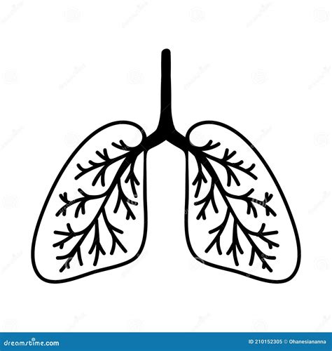 Simple Hand Drawn Lungs Illustration Isolated On White Background