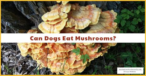 Can my cat eat mushrooms? Can Dogs Eat Mushrooms? | Health Benefits of Mushrooms for ...
