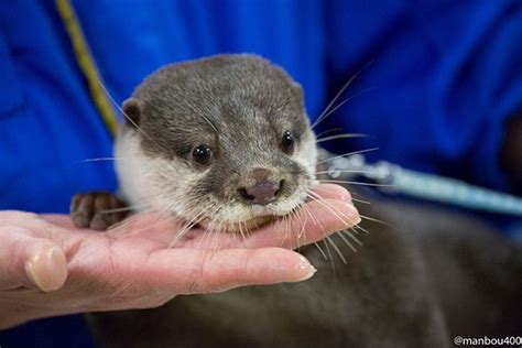 Otter Rests His Chin On Humans Hand — The Daily Otter Otters Baby