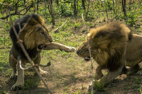 Male Lions Fighting