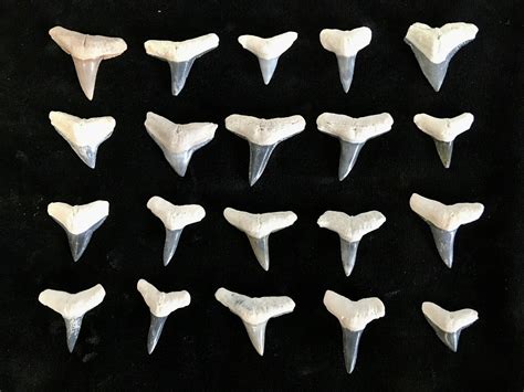 Clearance Lot Bone Valley Fossil Shark Teeth 20 Pieces 215273 For