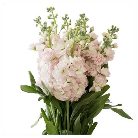 Related Image Stock Flower Light Pink Pink