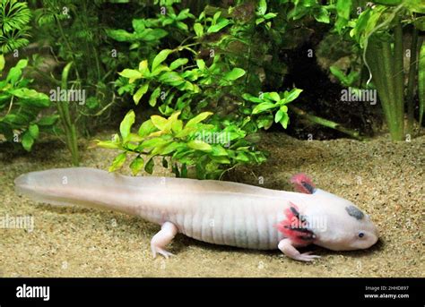 The Axolotl Ambystoma Mexicanum Is A Species Of Neotenic Salamander