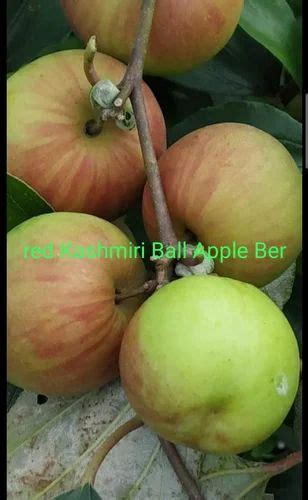 Kashmiri Red Apple Ber Plant At Rs 40piece ऐप्पल बेर प्लांट In Ahmedabad Id 26215625373