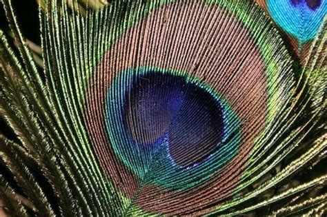 The Beauty of Peacock Feathers | HubPages