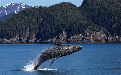 Vancouver Whale Watching An In Depth Guide Vancouver Planner